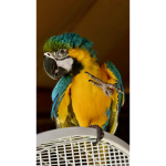 Mango is the best