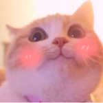 Meow.Cats.Studio
