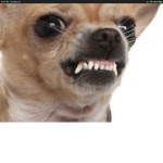 DOG GANG!!!