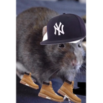 Jay sqxud no cappp
