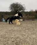 Lakeshore Stables