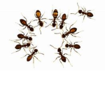 Ant's United