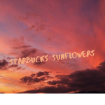 Starbucks sunflowers