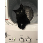 Meow Dam