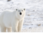 Polar Bear Gang!