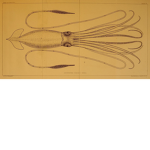 Cult of Squids
