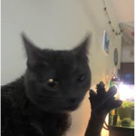 The Cult Of Black Cats.
