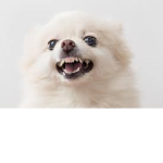 floof is mad group