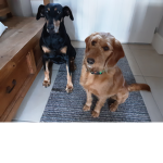 Sausage dog fans!!!!