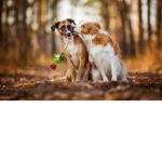 -Stop all animal abuse!-