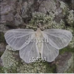g l o r y f i e d <3