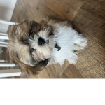 Rosie posy