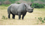 The Rhino Crash