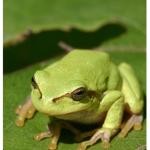 -Froggs-