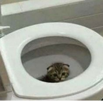 used kitty litter