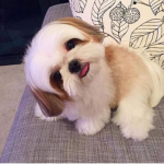 SHIH-TZU