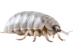 arsonist lice