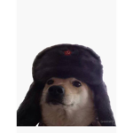The Doge Studio Group