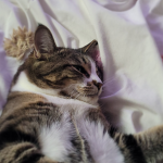 Meows cats!