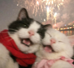 silly cat things Group Thumbnail