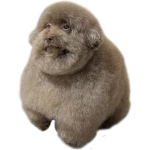 The Scoobert Seven