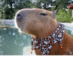 -Capybara-Emp-