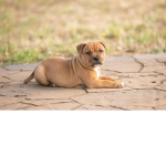 pet trust