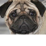 The very secret pug group.