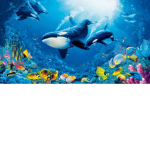 The Ocean Life Group