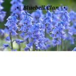 .•| Bluebell Clan |•.