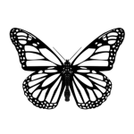 ButterflyBlack