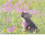 The Wolves Cheer Squad