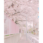 Sakura's Fancies !!