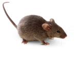 Only Rodents
