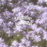 lavender aesthetics