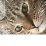 Sir George The Cat