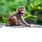 Monkeyclub