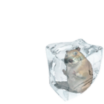 Frozen Chomik