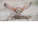 The Jerboa Cult