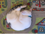 HAPPY CAT GANG
