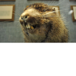 Mountain Beavers United