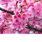 The Awesome Amazing Blossoms