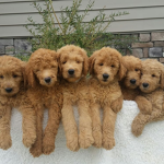 Doggy People