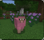 Pink sheep spottings