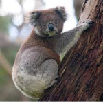koala junior
