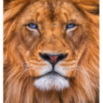 Lion clan of fury