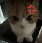 -pawrrfect-