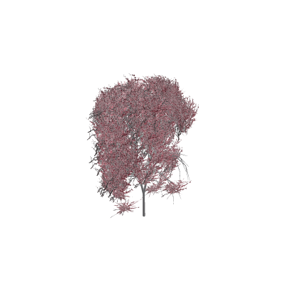 Cherry Blossom Tree