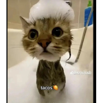 Tacoscatsarecoolandmycat
