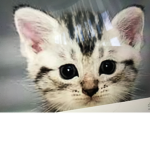 ultra cat power